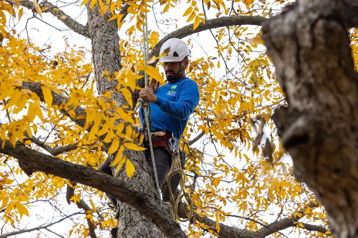 Skilled Tree Planing crew working in Mount Pleasant